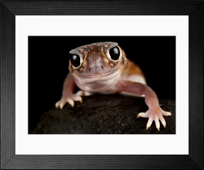 Framed Print : The Midline knob-tailed gecko (Nephrurus vertebralis) is a nocturnal Framed Print : The Midline knob-tailed gecko (Nephrurus vertebralis) is a nocturnal