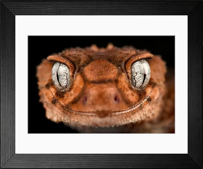 Framed Print : southern banded knob-tailed gecko (Nephrurus wheeleri) Framed Print : southern banded knob-tailed gecko (Nephrurus wheeleri)