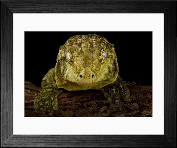 Framed Print : The New Caledonian giant gecko (Rhacodactylus laechianus) is the biggest gecko species in the world Framed Print : The New Caledonian giant gecko (Rhacodactylus laechianus) is the biggest gecko species in the world