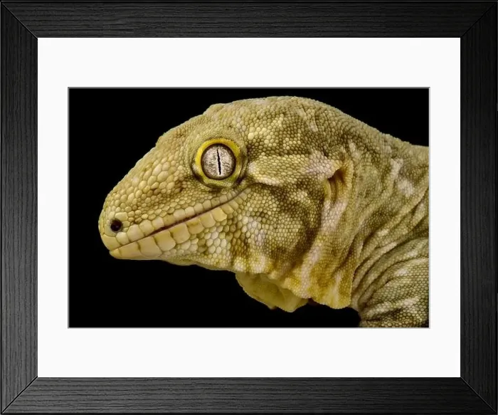 Framed Print : The Ball python (Python regius) is one of the most popular pet snake species in the world Framed Print : The Ball python (Python regius) is one of the most popular pet snake species in the world