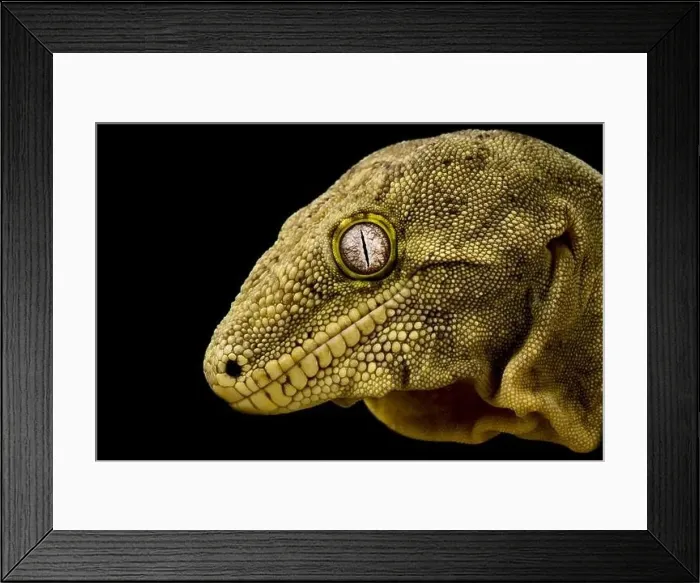 Framed Print : The New Caledonian giant gecko (Rhacodactylus laechianus) is the biggest gecko species in the world Framed Print : The New Caledonian giant gecko (Rhacodactylus laechianus) is the biggest gecko species in the world