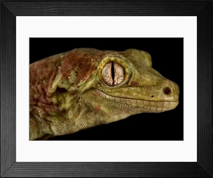 Framed Print : Mossy New Caledonian gecko (Mniarogekko chahoua) Framed Print : Mossy New Caledonian gecko (Mniarogekko chahoua)