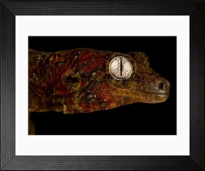 Framed Print : Mossy New Caledonian gecko (Mniarogekko chahoua) Framed Print : Mossy New Caledonian gecko (Mniarogekko chahoua)