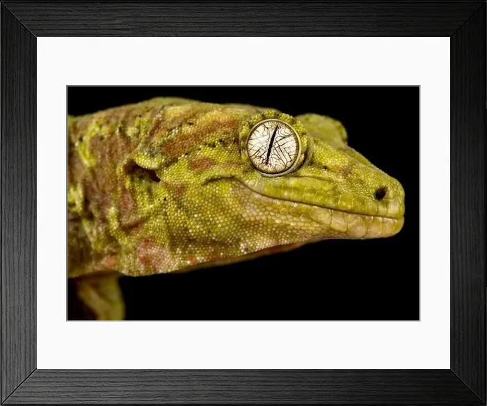 Framed Print : Mossy New Caledonian gecko (Mniarogekko chahoua) Framed Print : Mossy New Caledonian gecko (Mniarogekko chahoua)