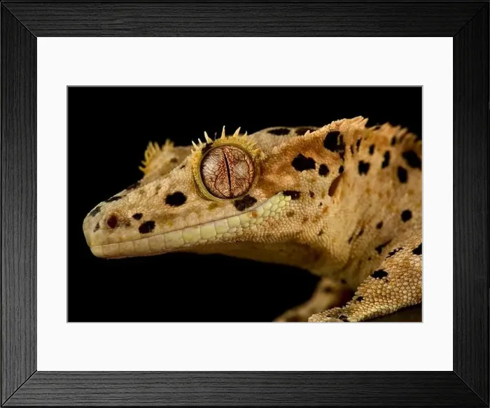 Framed Print : The Crested gecko (Correlophus ciliatus) is a very popular pet lizard species bred in a variety of colors Framed Print : The Crested gecko (Correlophus ciliatus) is a very popular pet lizard species bred in a variety of colors
