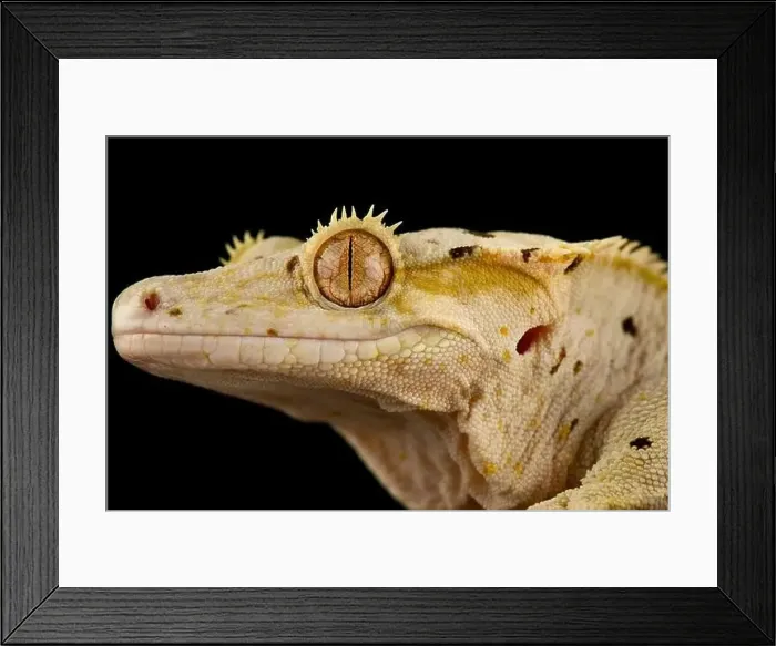 Framed Print : The Crested gecko (Correlophus ciliatus) is a very popular pet lizard species bred in a variety of colors Framed Print : The Crested gecko (Correlophus ciliatus) is a very popular pet lizard species bred in a variety of colors