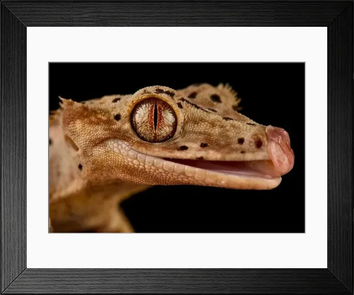 Framed Print : The Crested gecko (Correlophus ciliatus) is a very popular pet lizard species bred in a variety of colors Framed Print : The Crested gecko (Correlophus ciliatus) is a very popular pet lizard species bred in a variety of colors