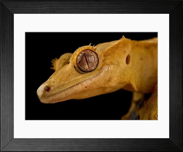 Framed Print : The Crested gecko (Correlophus ciliatus) Framed Print : The Crested gecko (Correlophus ciliatus)