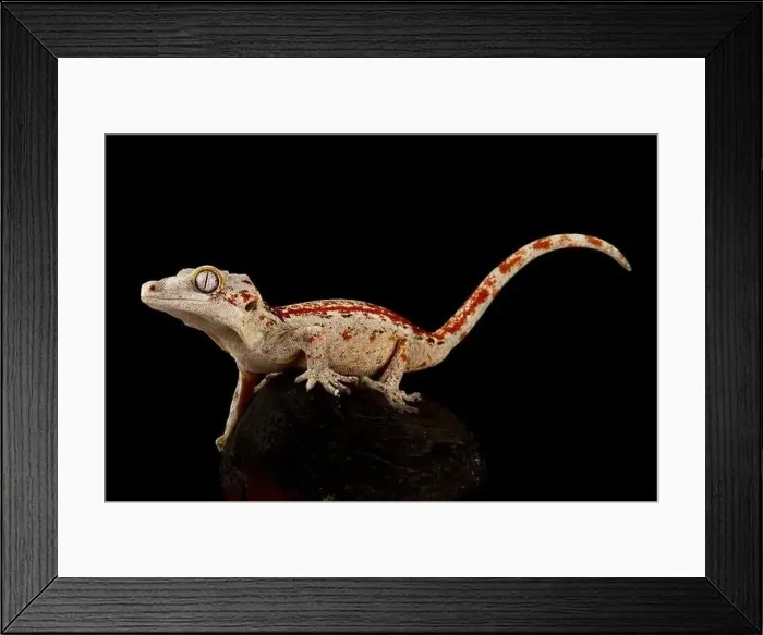Framed Print : Gargoyle gecko (Rhacodactylus auriculatus) Framed Print : Gargoyle gecko (Rhacodactylus auriculatus)