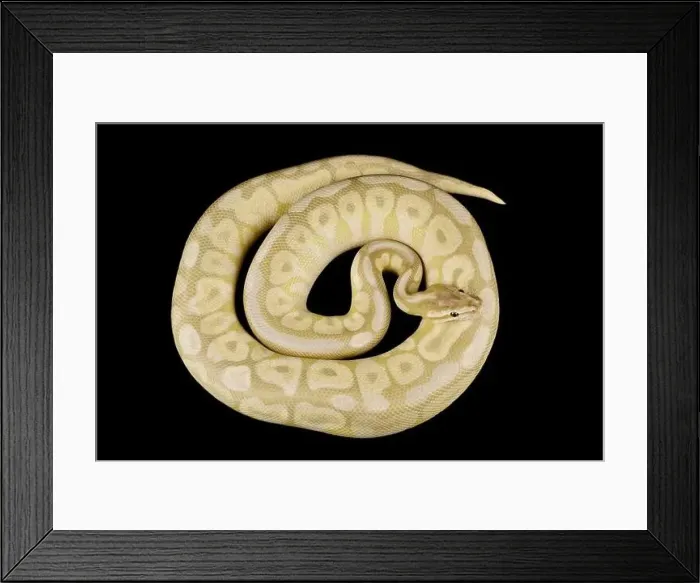 Framed Print : The Ball python (Python regius) is one of the most popular pet snake species in the world Framed Print : The Ball python (Python regius) is one of the most popular pet snake species in the world