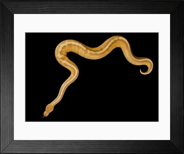 Framed Print : The Ball python (Python regius) is one of the most popular pet snake species in the world Framed Print : The Ball python (Python regius) is one of the most popular pet snake species in the world