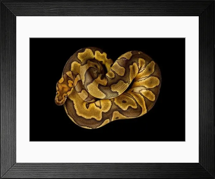 Framed Print : The Ball python (Python regius) is one of the most popular pet snake species in the world Framed Print : The Ball python (Python regius) is one of the most popular pet snake species in the world