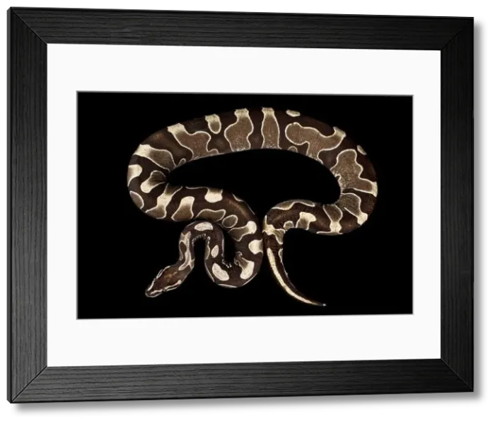 Framed Print : Scaleless Ball python (Python regius) is a captive bred variation of the most popular pet snake species in the world Framed Print : Scaleless Ball python (Python regius) is a captive bred variation of the most popular pet snake species in the world