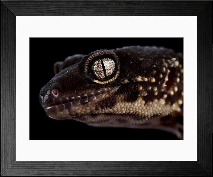 Framed Print : The Black knight Leopard gecko (Eublepharis macularius) Framed Print : The Black knight Leopard gecko (Eublepharis macularius)