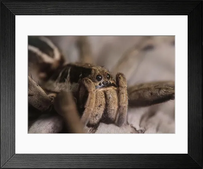 Framed Print : macro of eyes spider Framed Print : macro of eyes spider
