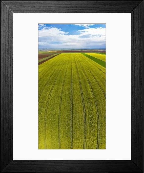 Framed Print : Beautiful vertical panoramic view of a rapeseed field Framed Print : Beautiful vertical panoramic view of a rapeseed field
