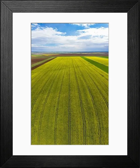 Framed Print : Beautiful vertical panoramic view of a rapeseed field Framed Print : Beautiful vertical panoramic view of a rapeseed field