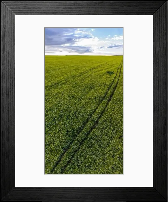 Framed Print : Beautiful vertical panoramic view of a rapeseed field Framed Print : Beautiful vertical panoramic view of a rapeseed field