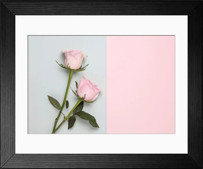 Framed Print : Two pink roses on plain duo colour background Framed Print : Two pink roses on plain duo colour background
