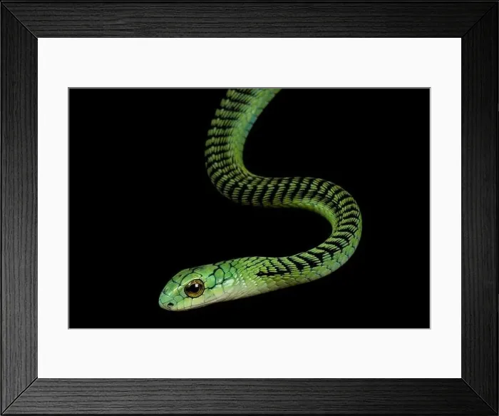 Framed Print : Boomslang (Dispholidus typus) Framed Print : Boomslang (Dispholidus typus)