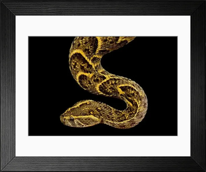 Framed Print : Puff adder Windhoek (Bitis arietans) Framed Print : Puff adder Windhoek (Bitis arietans)