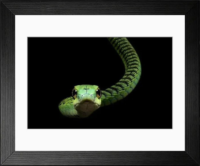 Framed Print : Boomslang (Dispholidus typus) Framed Print : Boomslang (Dispholidus typus)