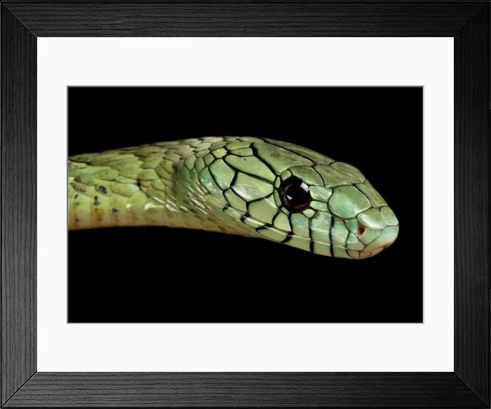 Framed Print : Western green mamba (Dendroaspis viridis)