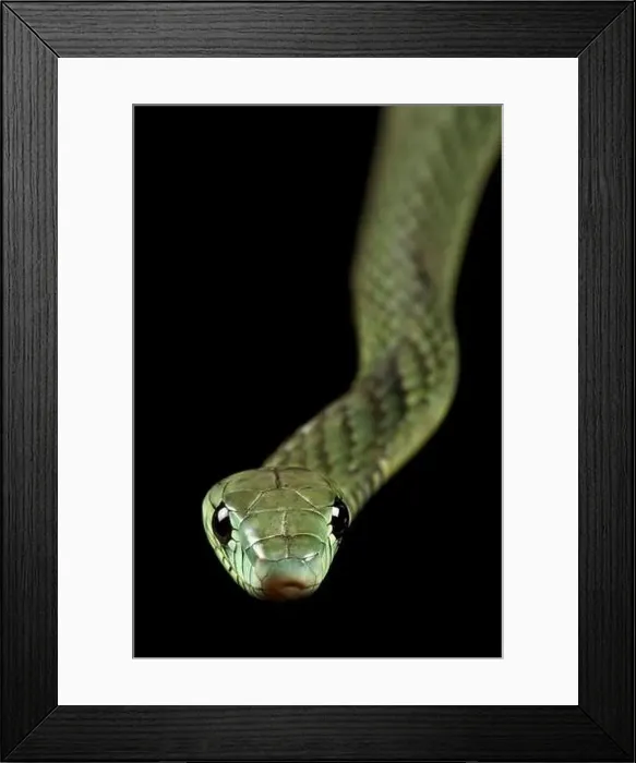 Framed Print : Western green mamba (Dendroaspis viridis)