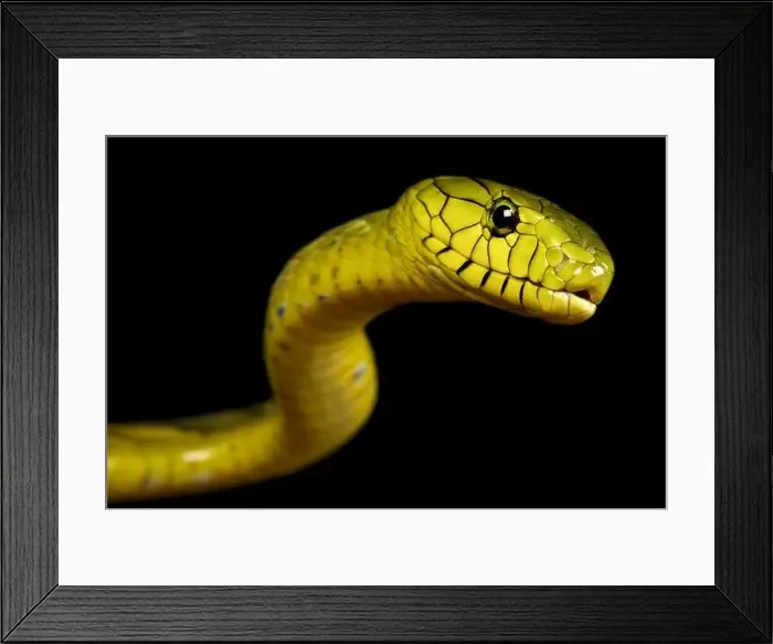 Framed Print : Western green mamba (Dendroaspis viridis)