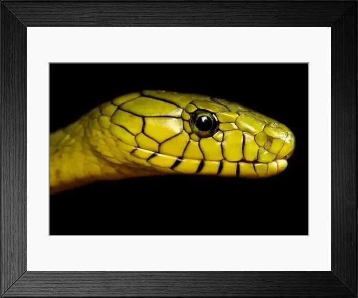 Framed Print : Western green mamba (Dendroaspis viridis)