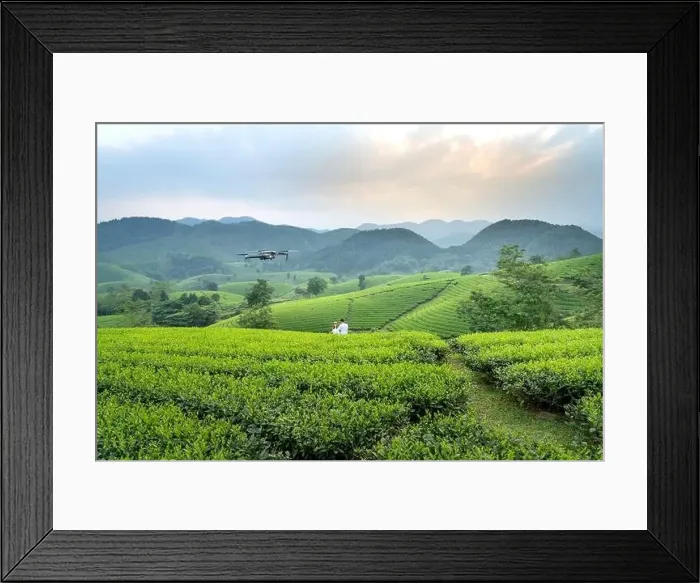 Framed Print : Long Coc Tea Hill, Phu Tho Province