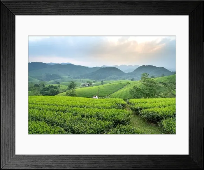 Framed Print : Long Coc Tea Hill, Phu Tho Province Framed Print : Long Coc Tea Hill, Phu Tho Province