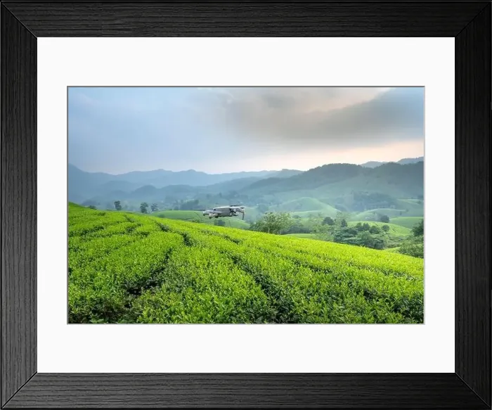 Framed Print : Long Coc Tea Hill, Phu Tho Province Framed Print : Long Coc Tea Hill, Phu Tho Province