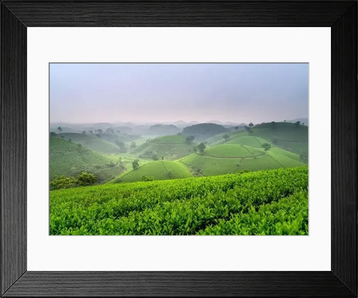 Framed Print : Panoramic image of Long Coc tea hill seen from above in Phu Tho province, Vietnam Framed Print : Panoramic image of Long Coc tea hill seen from above in Phu Tho province, Vietnam