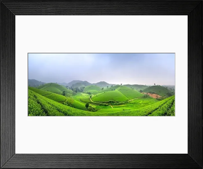 Framed Print : Panoramic image of Long Coc tea hill seen from above in Phu Tho province, Vietnam Framed Print : Panoramic image of Long Coc tea hill seen from above in Phu Tho province, Vietnam