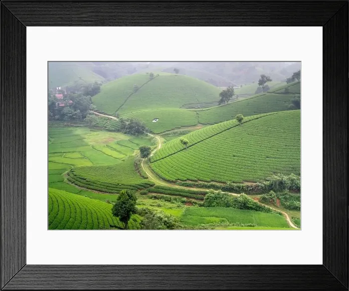 Framed Print : Panoramic image of Long Coc tea hill seen from above in Phu Tho province, Vietnam Framed Print : Panoramic image of Long Coc tea hill seen from above in Phu Tho province, Vietnam