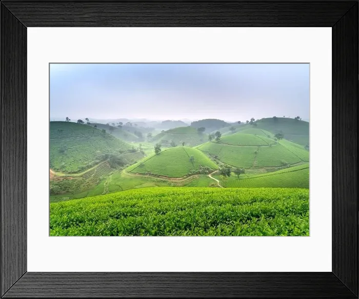 Framed Print : Panoramic image of Long Coc tea hill seen from above in Phu Tho province, Vietnam Framed Print : Panoramic image of Long Coc tea hill seen from above in Phu Tho province, Vietnam