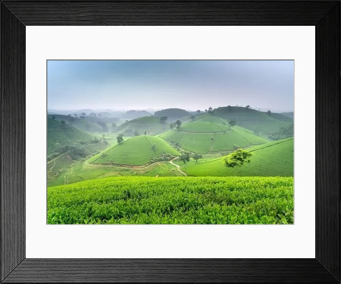 Framed Print : Panoramic image of Long Coc tea hill seen from above in Phu Tho province, Vietnam Framed Print : Panoramic image of Long Coc tea hill seen from above in Phu Tho province, Vietnam
