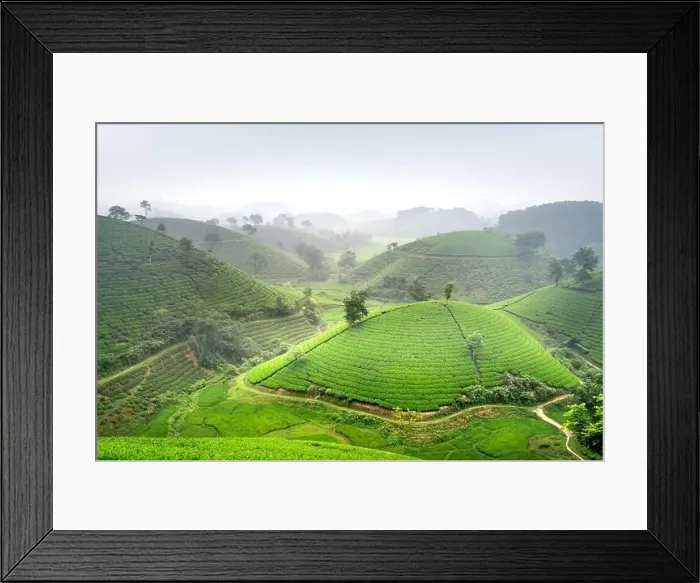 Framed Print : Panoramic image of Long Coc tea hill seen from above in Phu Tho province, Vietnam Framed Print : Panoramic image of Long Coc tea hill seen from above in Phu Tho province, Vietnam