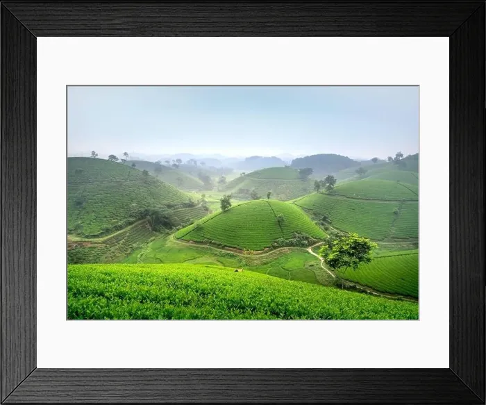 Framed Print : Panoramic image of Long Coc tea hill seen from above in Phu Tho province, Vietnam Framed Print : Panoramic image of Long Coc tea hill seen from above in Phu Tho province, Vietnam