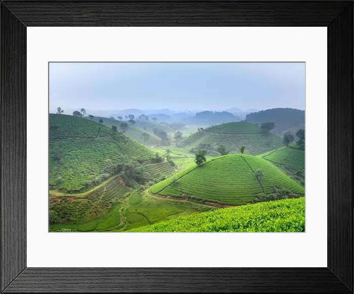 Framed Print : Panoramic image of Long Coc tea hill seen from above in Phu Tho province, Vietnam Framed Print : Panoramic image of Long Coc tea hill seen from above in Phu Tho province, Vietnam