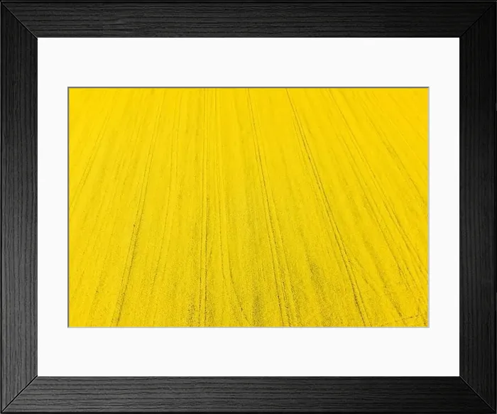 Framed Print : Blooming rapeseed field with sunset light. Yellow background from Aerial view Framed Print : Blooming rapeseed field with sunset light. Yellow background from Aerial view