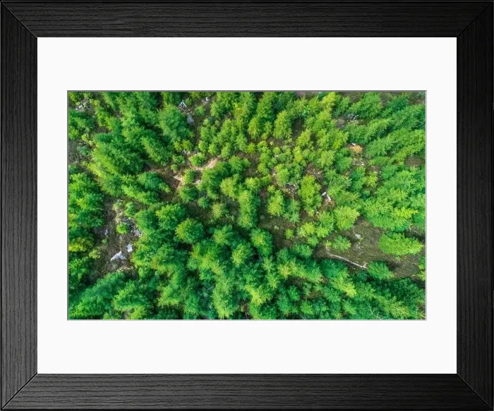Framed Print : Green conifer treetops in Black Forest, Germany Framed Print : Green conifer treetops in Black Forest, Germany