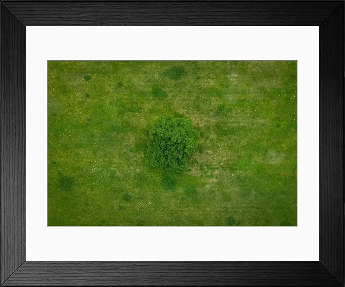 Framed Print : A lonely green tree captured from above - a treetop shot as a peaceful background, concept nature Framed Print : A lonely green tree captured from above - a treetop shot as a peaceful background, concept nature