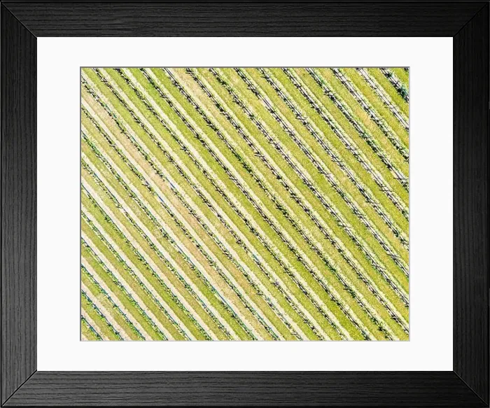 Framed Print : Aerial view of vineyards in Eastern Long Island, NY Framed Print : Aerial view of vineyards in Eastern Long Island, NY