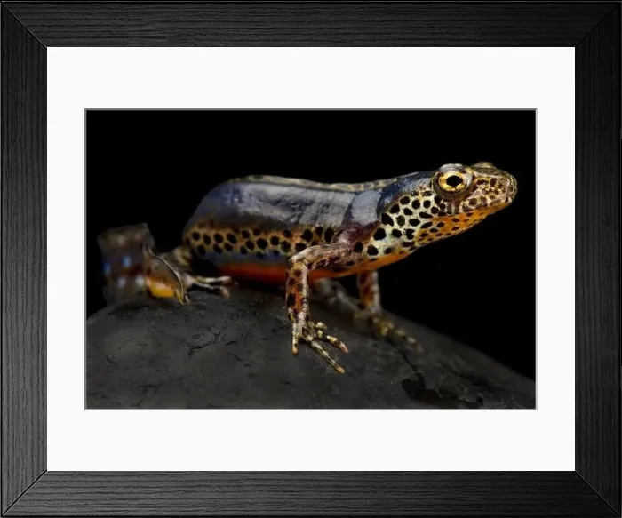 Framed Print : Apennine newt (Ichthyosaura alpestris apuana) Framed Print : Apennine newt (Ichthyosaura alpestris apuana)