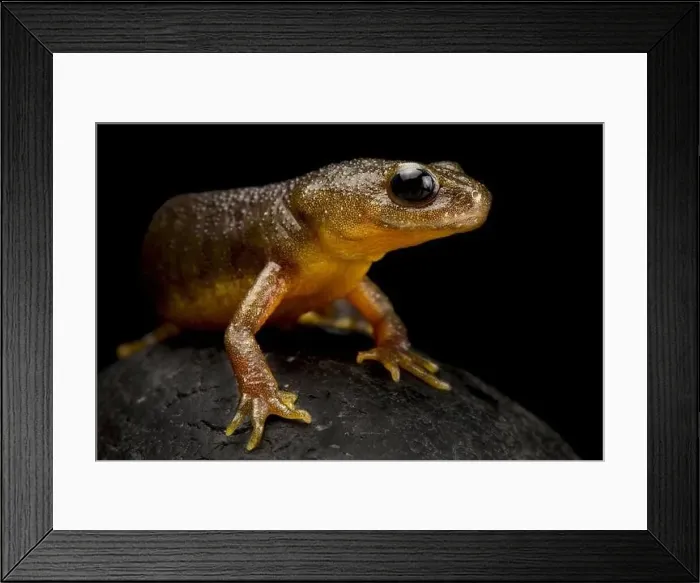 Framed Print : Italian crested newt (Triturus carnifex) Framed Print : Italian crested newt (Triturus carnifex)