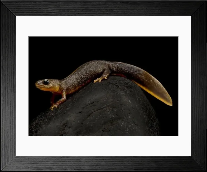Framed Print : Italian crested newt (Triturus carnifex) Framed Print : Italian crested newt (Triturus carnifex)