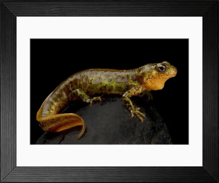 Framed Print : Pygmy marbled newt (Triturus pygmaeus)