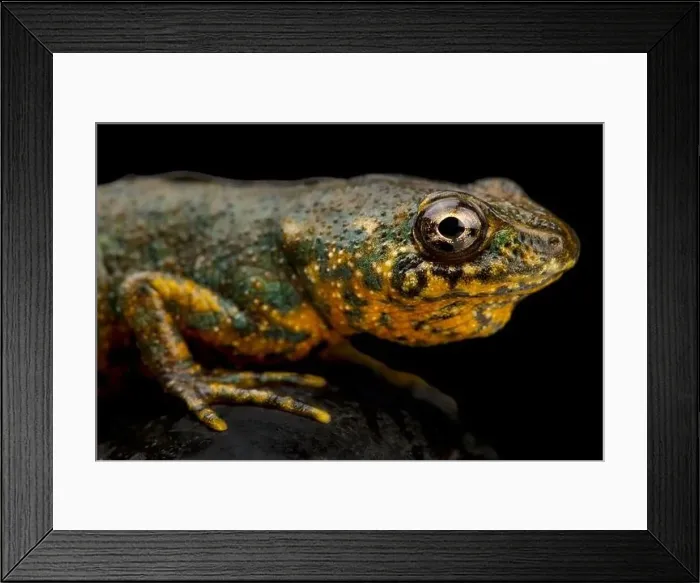 Framed Print : Algerian ribbed newt (Pleurodeles nebulosus)